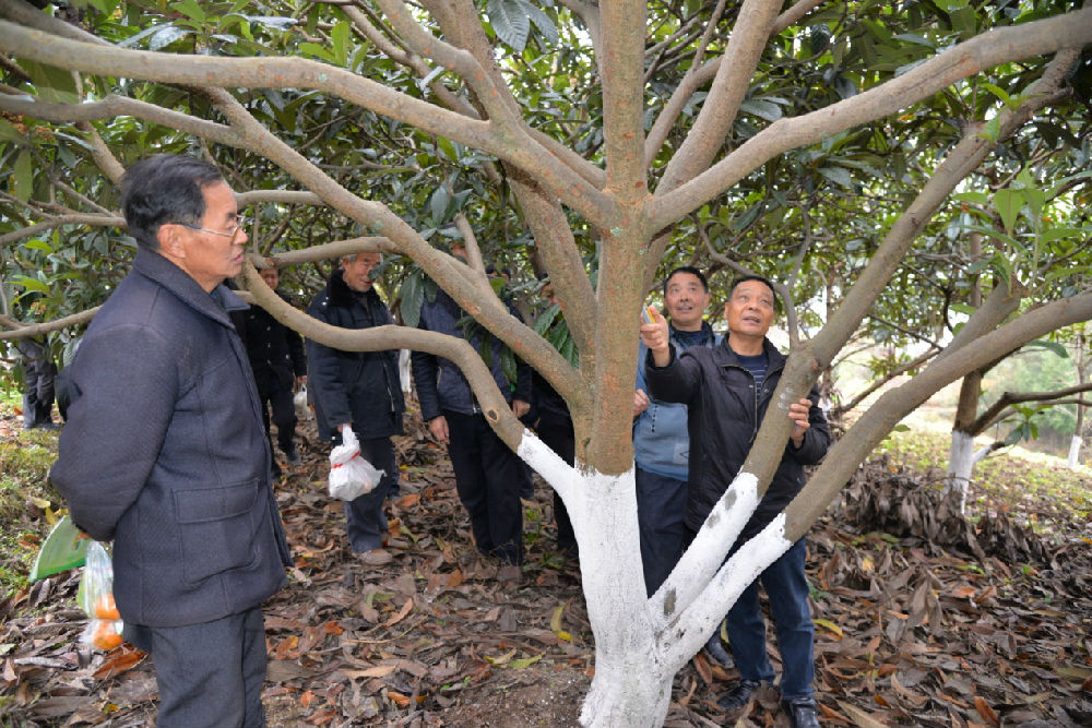 高级农艺师王甫奎同志就枇杷树的冬季管护技术现场进行了技术讲解